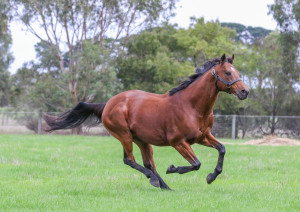 Cape Of Good Hope_19-04-2024_GEN_Bombora Downs__1419